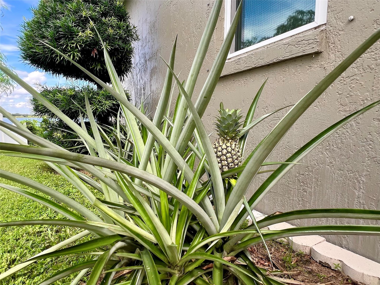 441 Archaic Drive Winter Haven FL 33880 - Spirit Lake P4936265 image72