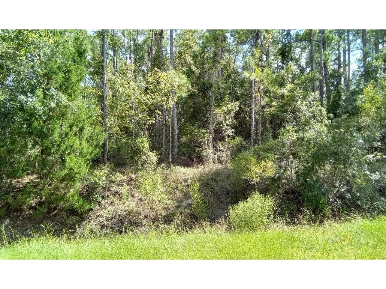 4415 Olga Street Hastings FL 32145 OM675161 image1