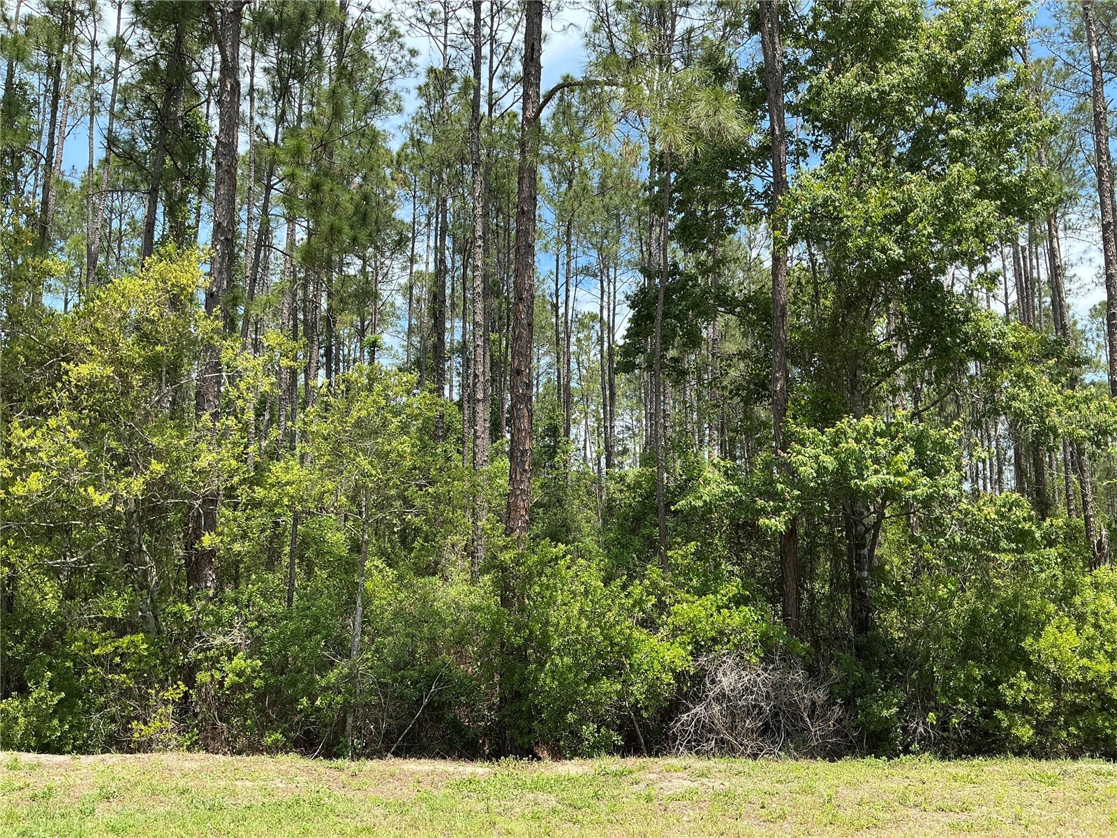 4430 Vicki Street Hastings FL 32145 OM725850 image1