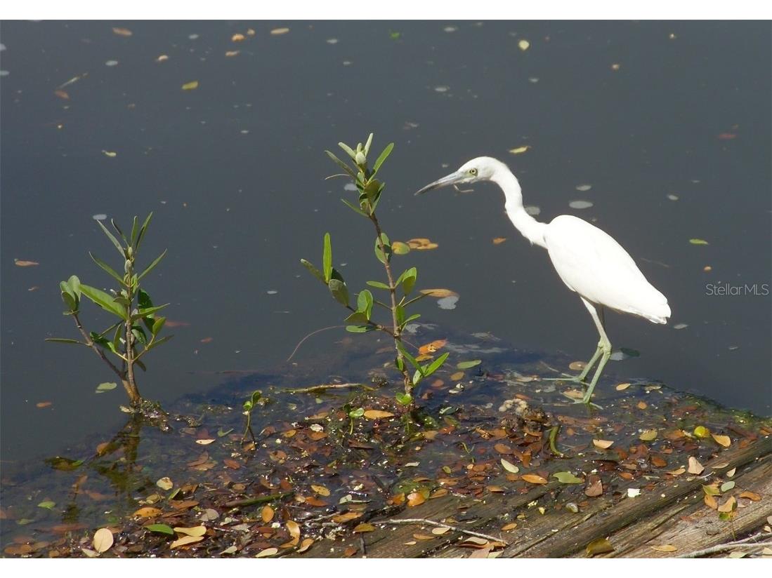 4434 Legacy Court Sarasota FL 34241 A4666947 image61