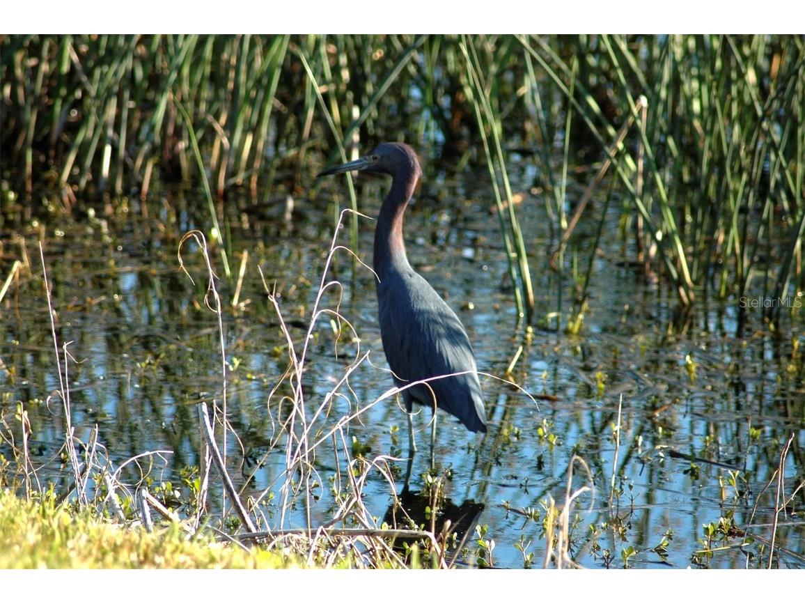 4434 Legacy Court Sarasota FL 34241 A4666947 image62