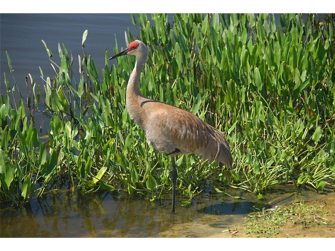 4434 Legacy Court Sarasota FL 34241 A4666947 image63