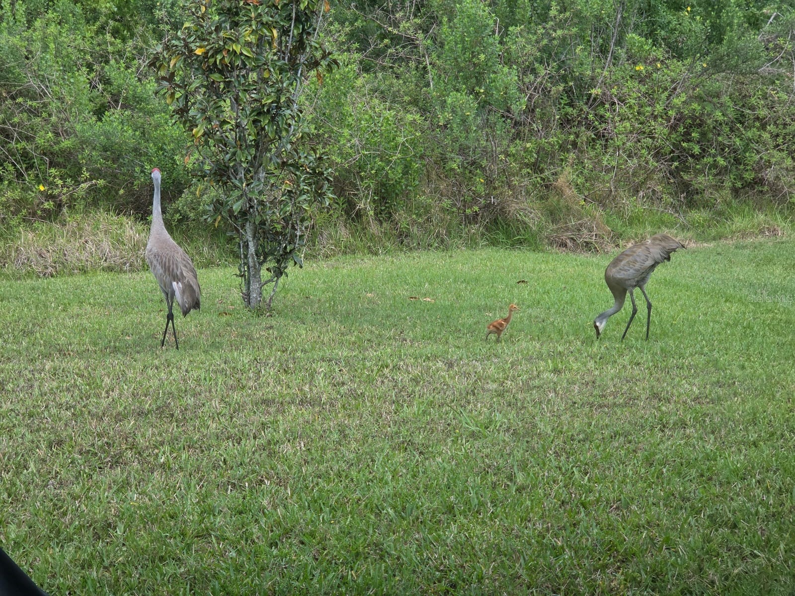 4439 Seven Canyons Drive Kissimmee FL 34746 O6385428 image27