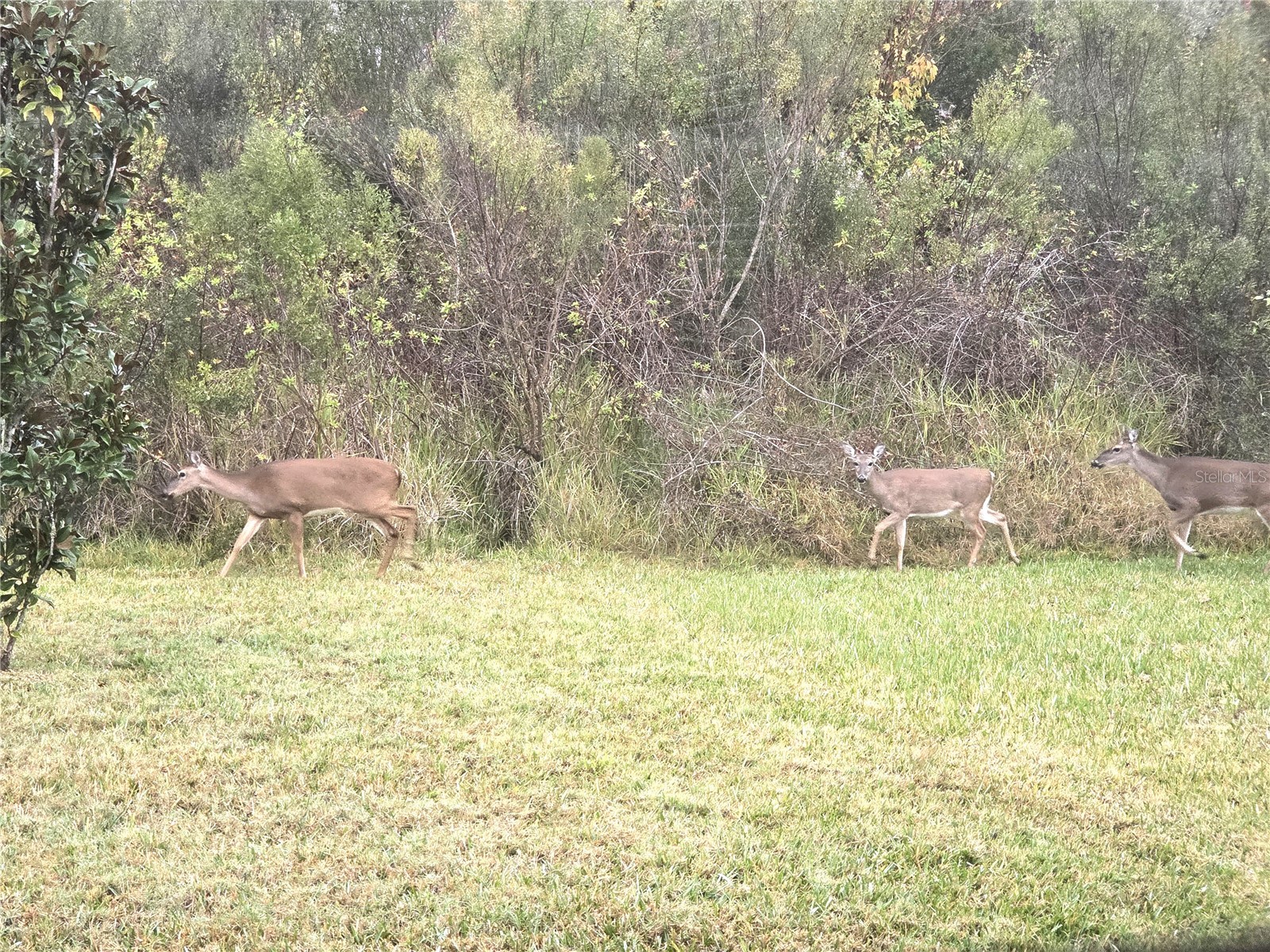 4439 Seven Canyons Drive Kissimmee FL 34746 O6385428 image3