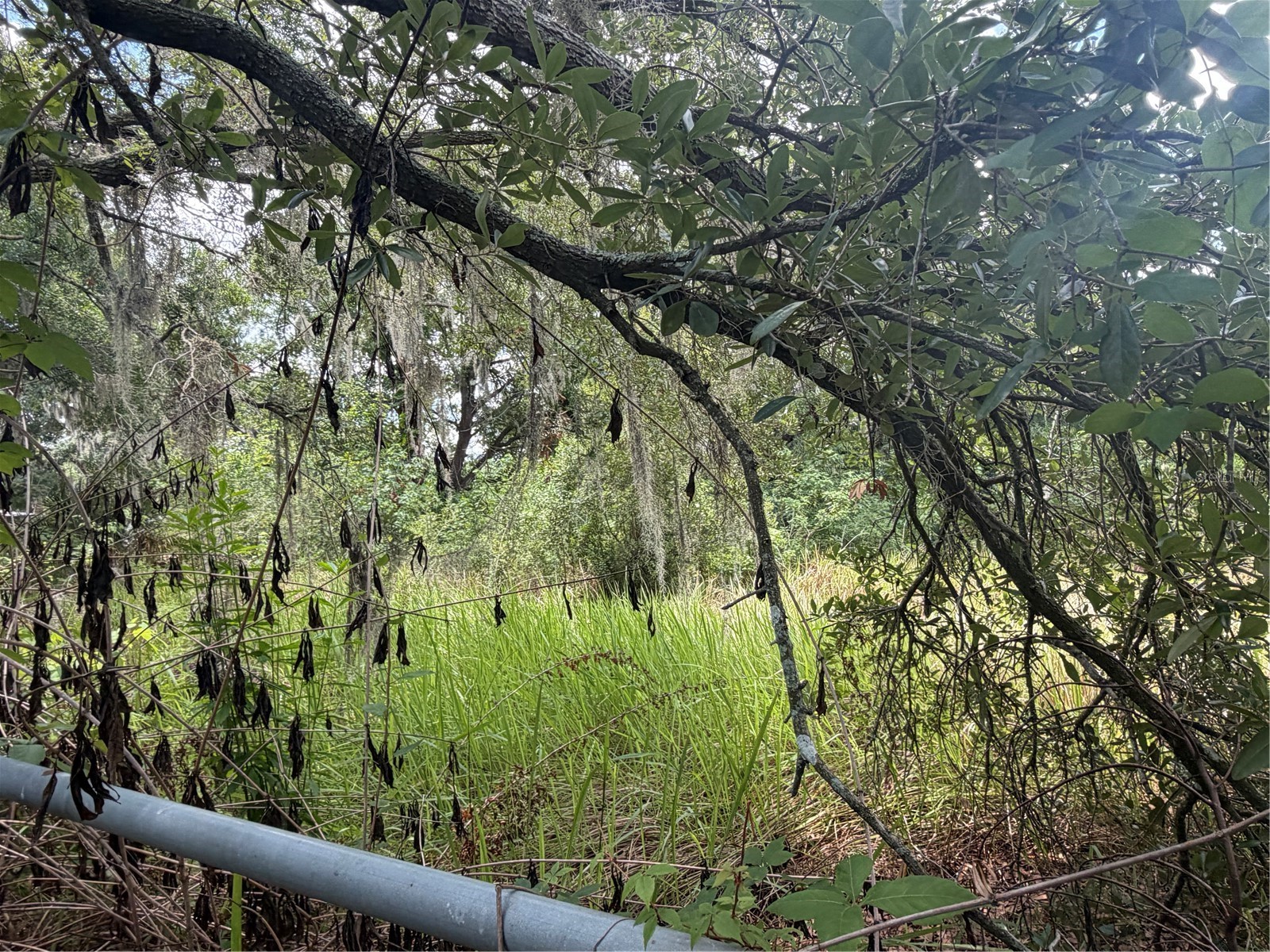 4447 Edwards Rd Plant City FL 33567 TB8518846 image3