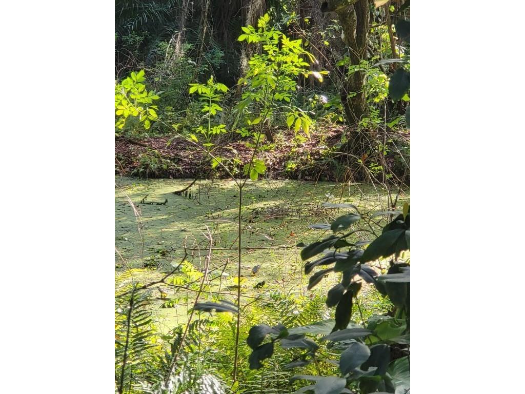 4450 Old Berkley Road Auburndale FL 33823 P4929182 image40