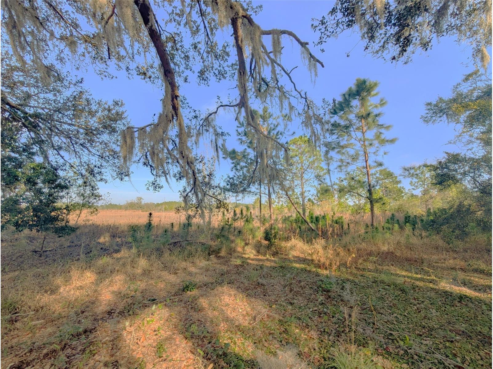 446 Long And Winding Road Howey In The Hills FL 34737 O6386207 image28