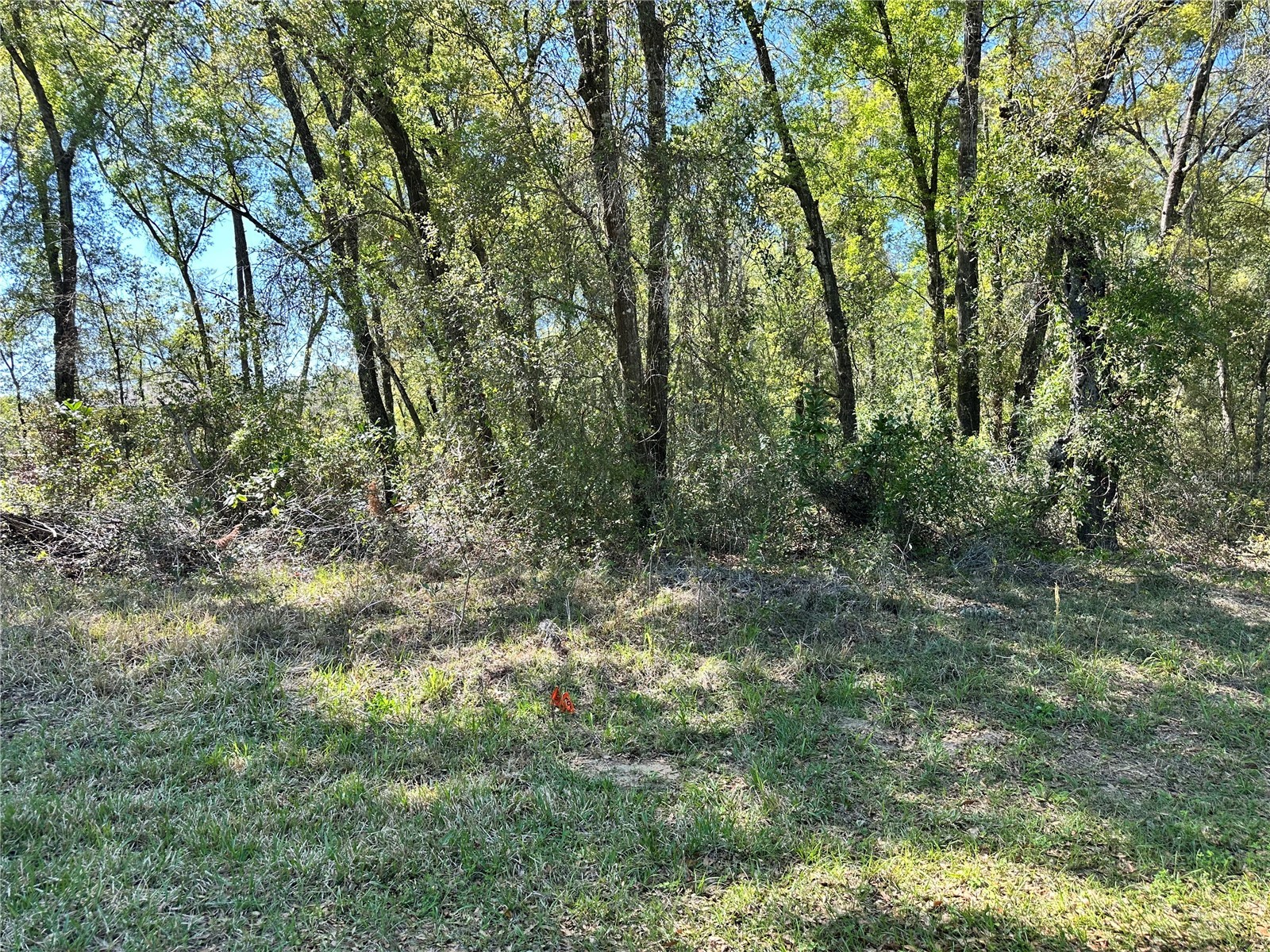 446 N Fitzpatrick Avenue Inverness FL 34453 TB8488139 image1