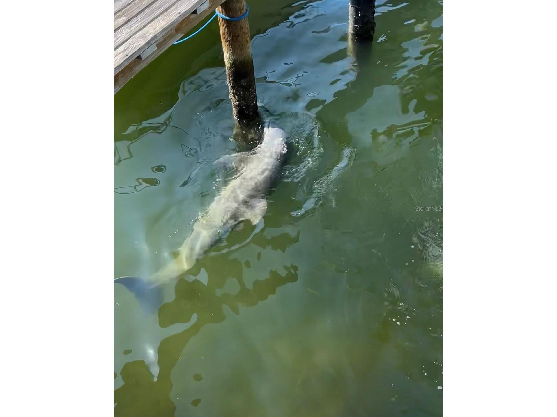 4461 38th Way S Saint Petersburg FL 33711 - INTRACOASTAL - BOCA CIEGA BAY TB8449484 image6