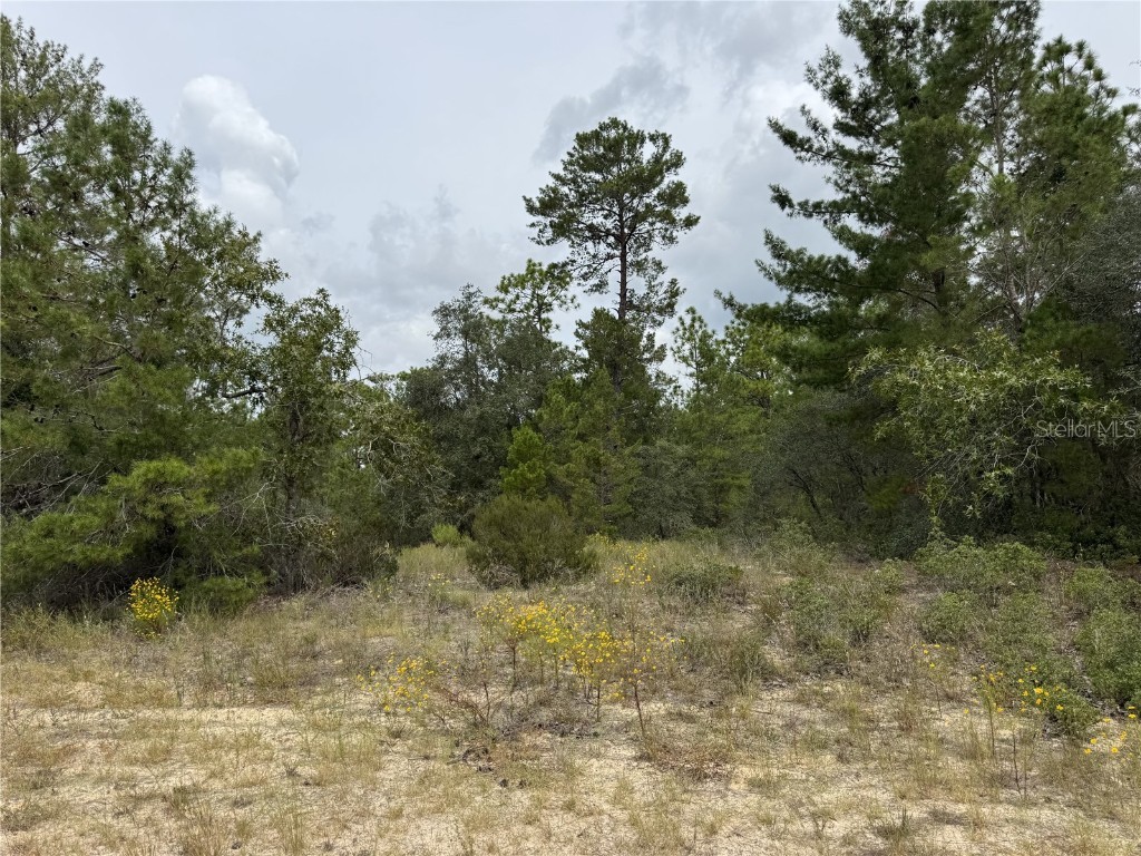 4468 W Malaluka Circle Citrus Springs FL 34433 O6345294 image1