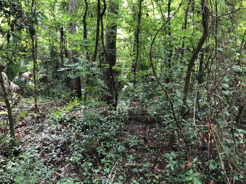 44th Avenue Summerfield FL 34491 OM631359 image1