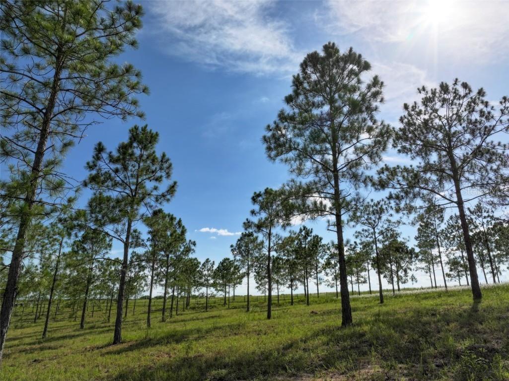 4501 Detour Road Haines City FL 33844 OM703844 image4