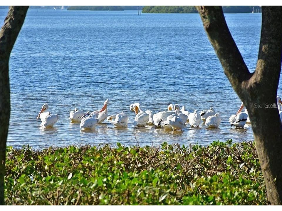 4523 W Independence Drive W Bradenton FL 34210 A4689922 image45