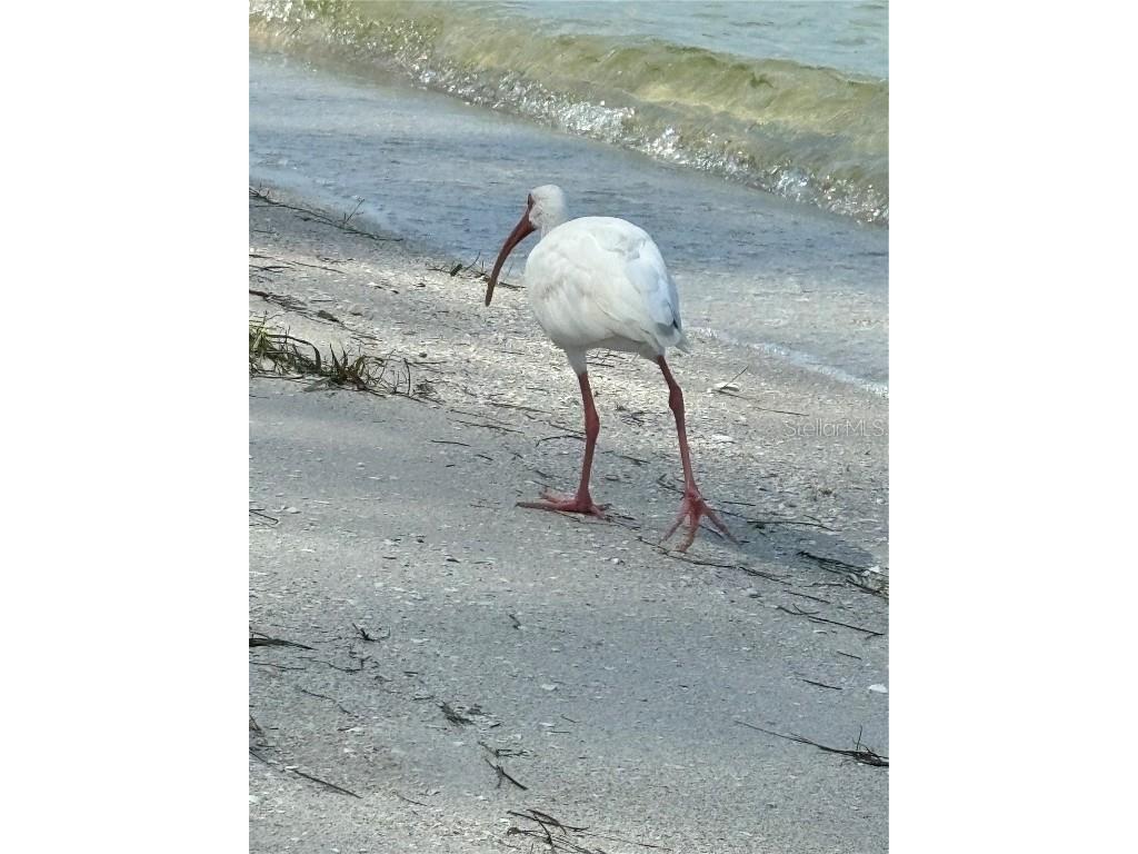 4530 Pinebrook Circle #301 Bradenton FL 34209 TB8448929 image66