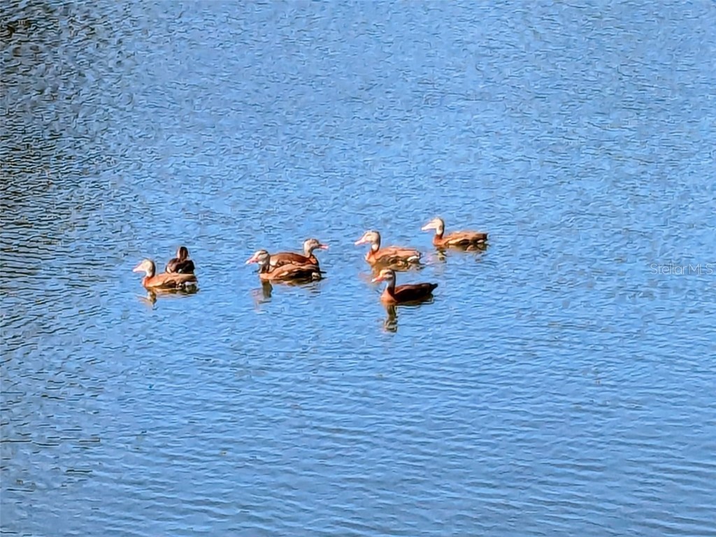 4536 Maceachen Boulevard Sarasota FL 34233 TB8453170 image28