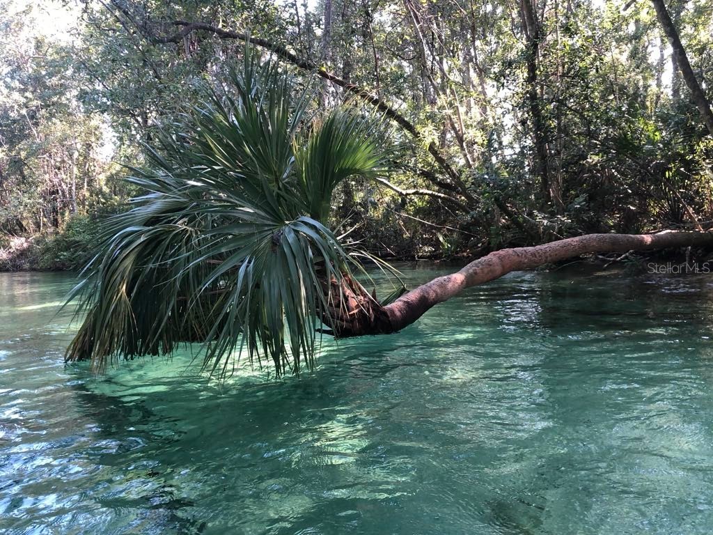 4544 Cynthia Lane Spring Hill FL 34606 W7873012 image37