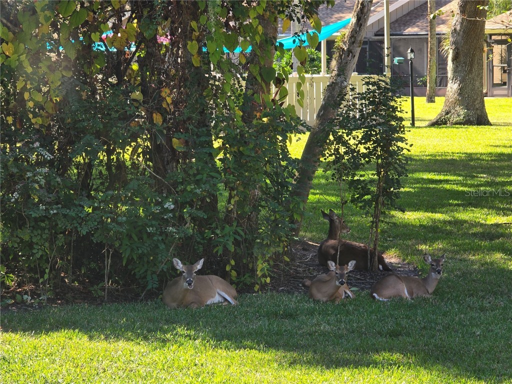 4548 Forest Wood Trail #27 Sarasota FL 34241 A4673648 image28