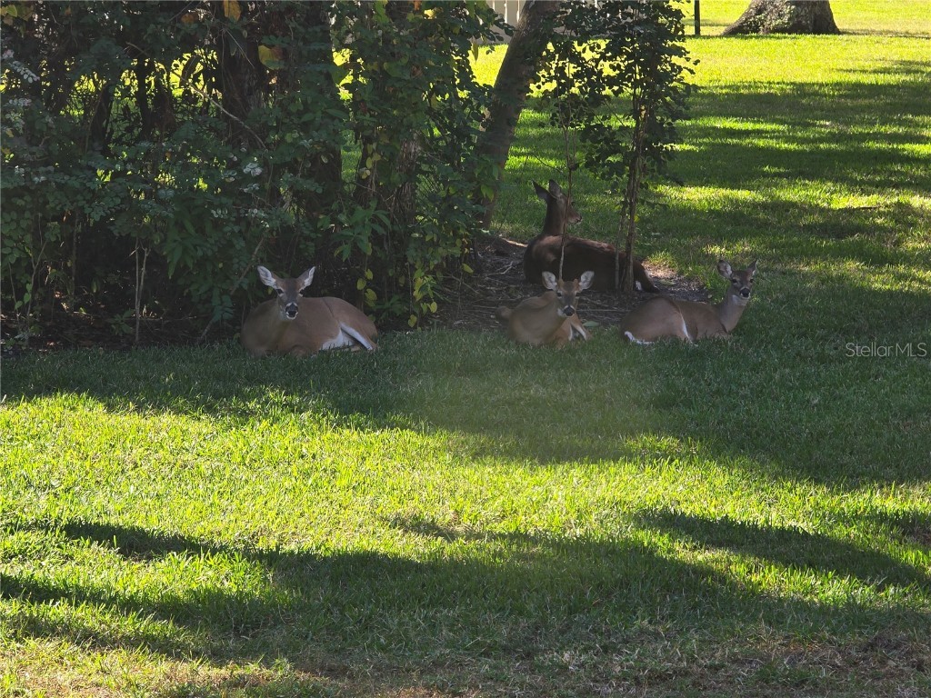 4548 Forest Wood Trail #27 Sarasota FL 34241 A4673648 image29