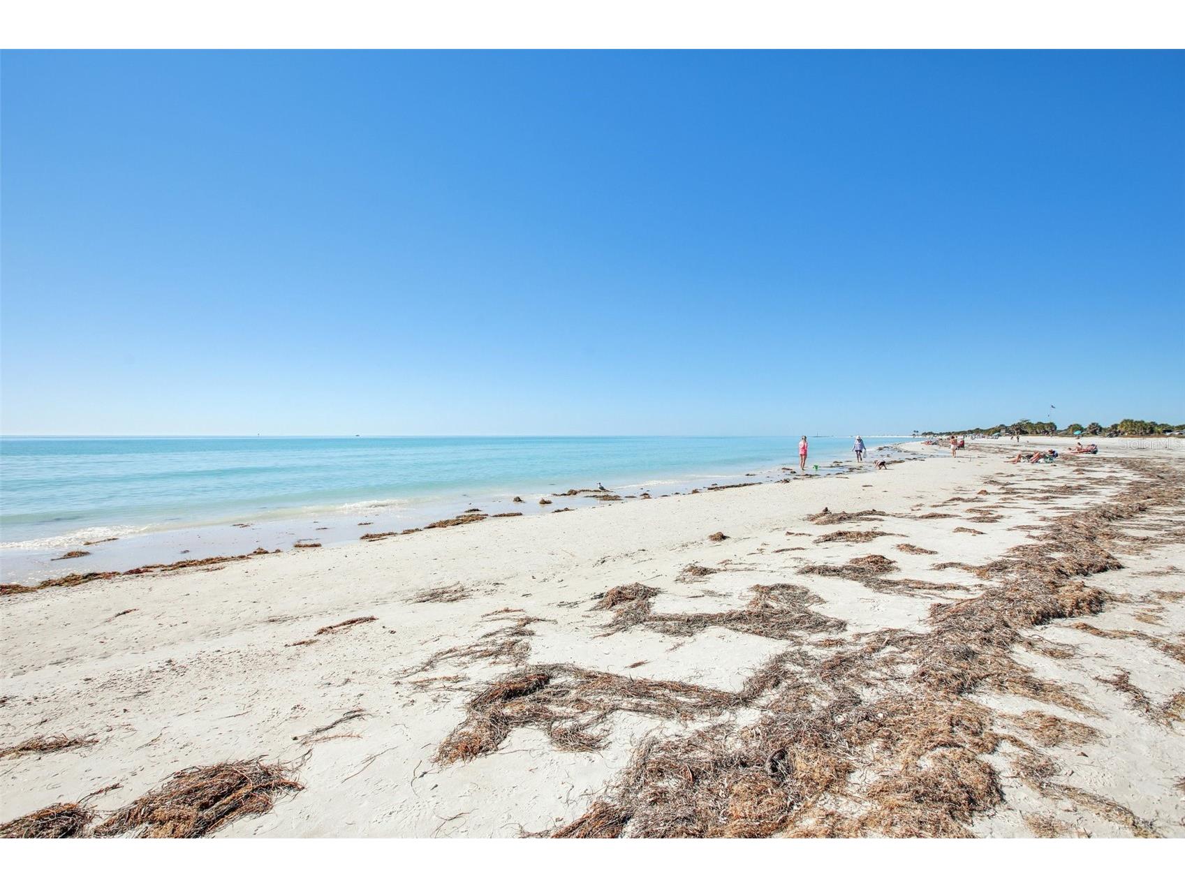 455 Alt 19 S #42 Palm Harbor FL 34683 TB8468572 image64
