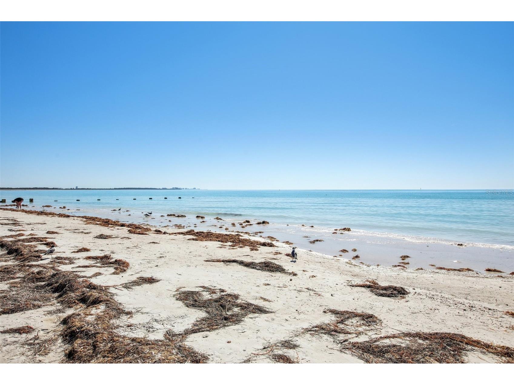455 Alt 19 S #42 Palm Harbor FL 34683 TB8468572 image65