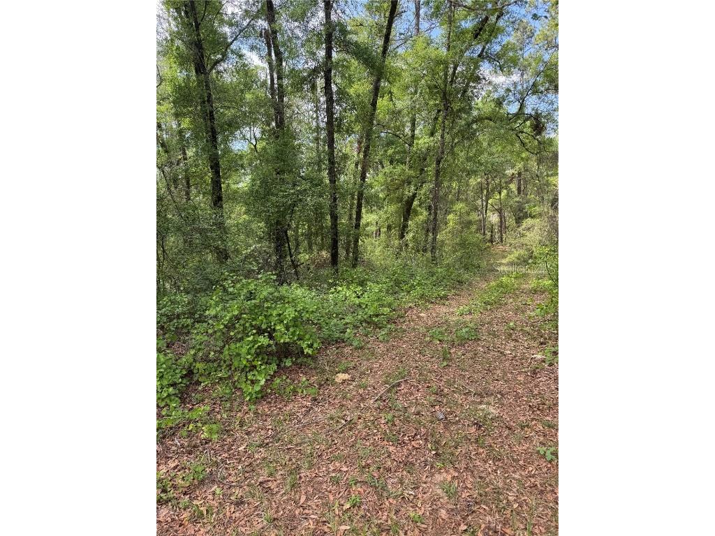 455 E Avondale Drive Dunnellon FL 34434 TB8370810 image4