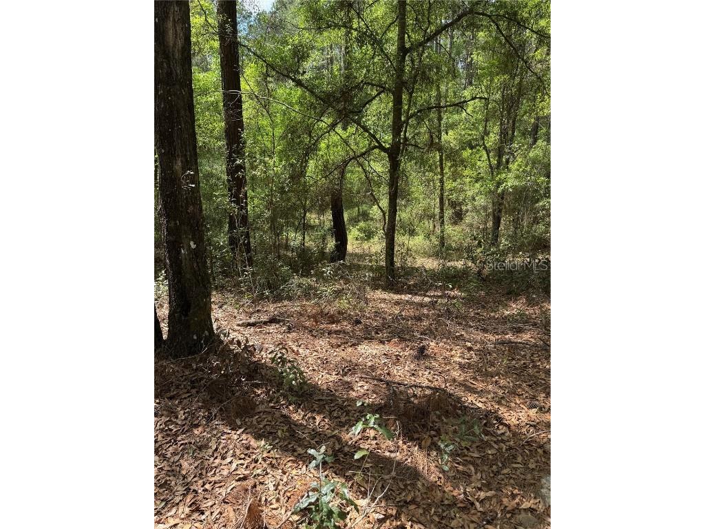 455 E Avondale Drive Dunnellon FL 34434 TB8370810 image5