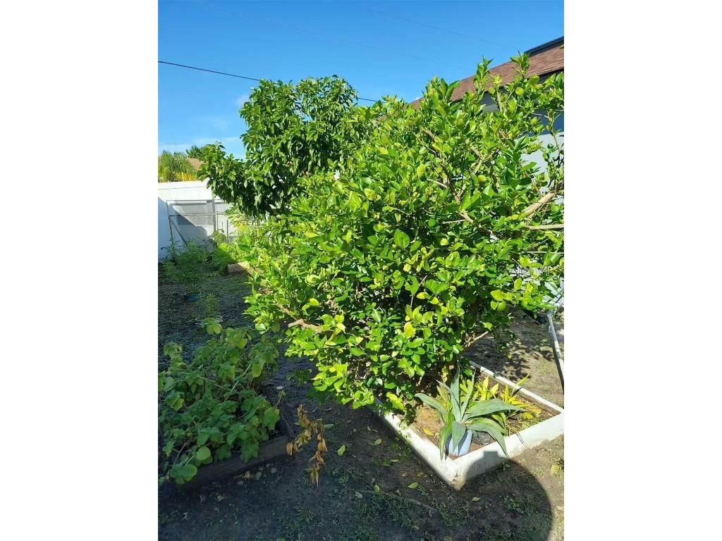 455 Eagle Drive Kissimmee FL 34759 L4953039 image35