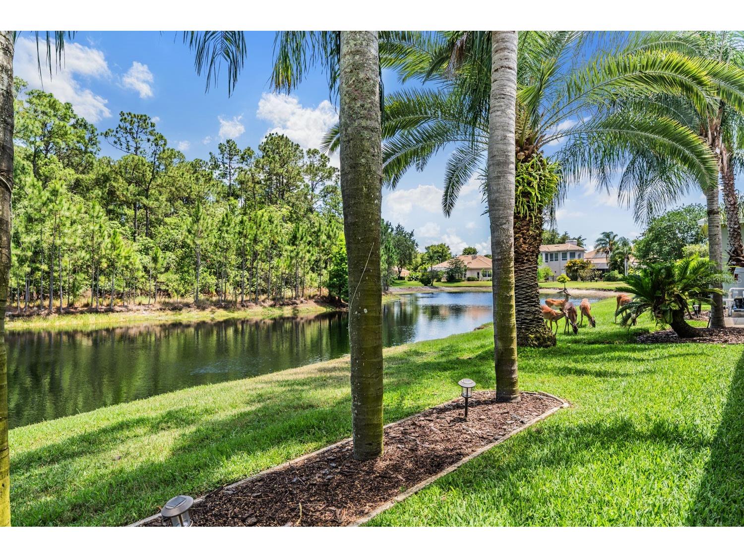 4561 Roanoak Way Palm Harbor FL 34685 TB8508800 image52