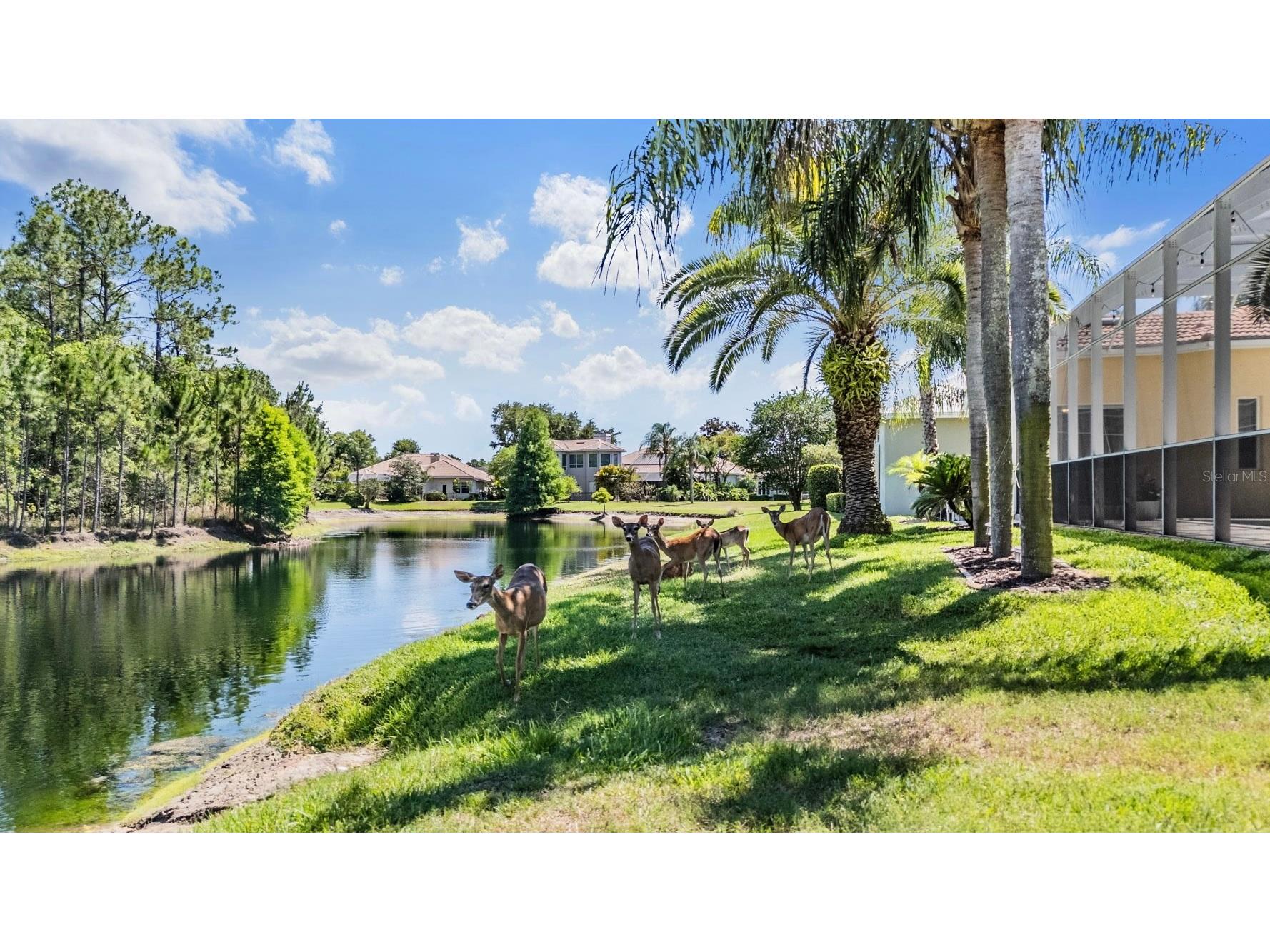 4561 Roanoak Way Palm Harbor FL 34685 TB8508800 image54