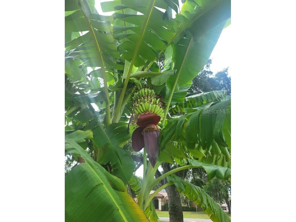 457 S Ridgewood Avenue #C Daytona Beach FL 32114 V4943353 image7