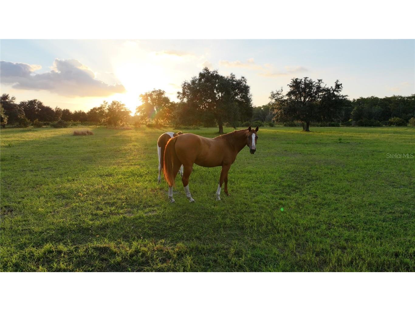 45855 Clay Gully Road Myakka City FL 34251 A4675900 image5