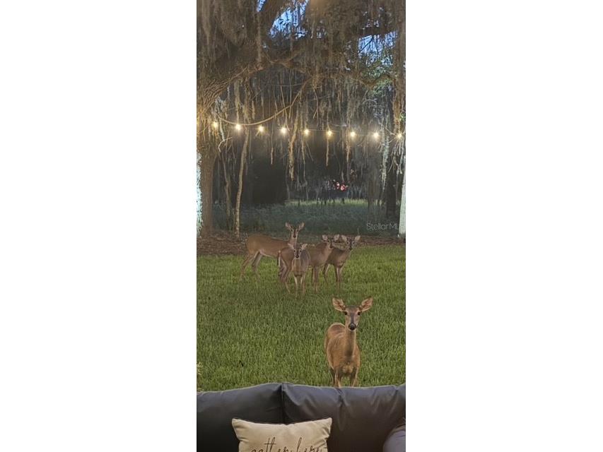 4586 Hickory Oak Drive Brooksville FL 34601 W7882882 image39
