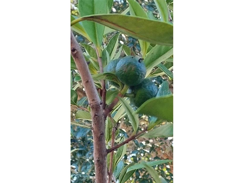 460 Nadeau Way Apopka FL 32712 O6360827 image44