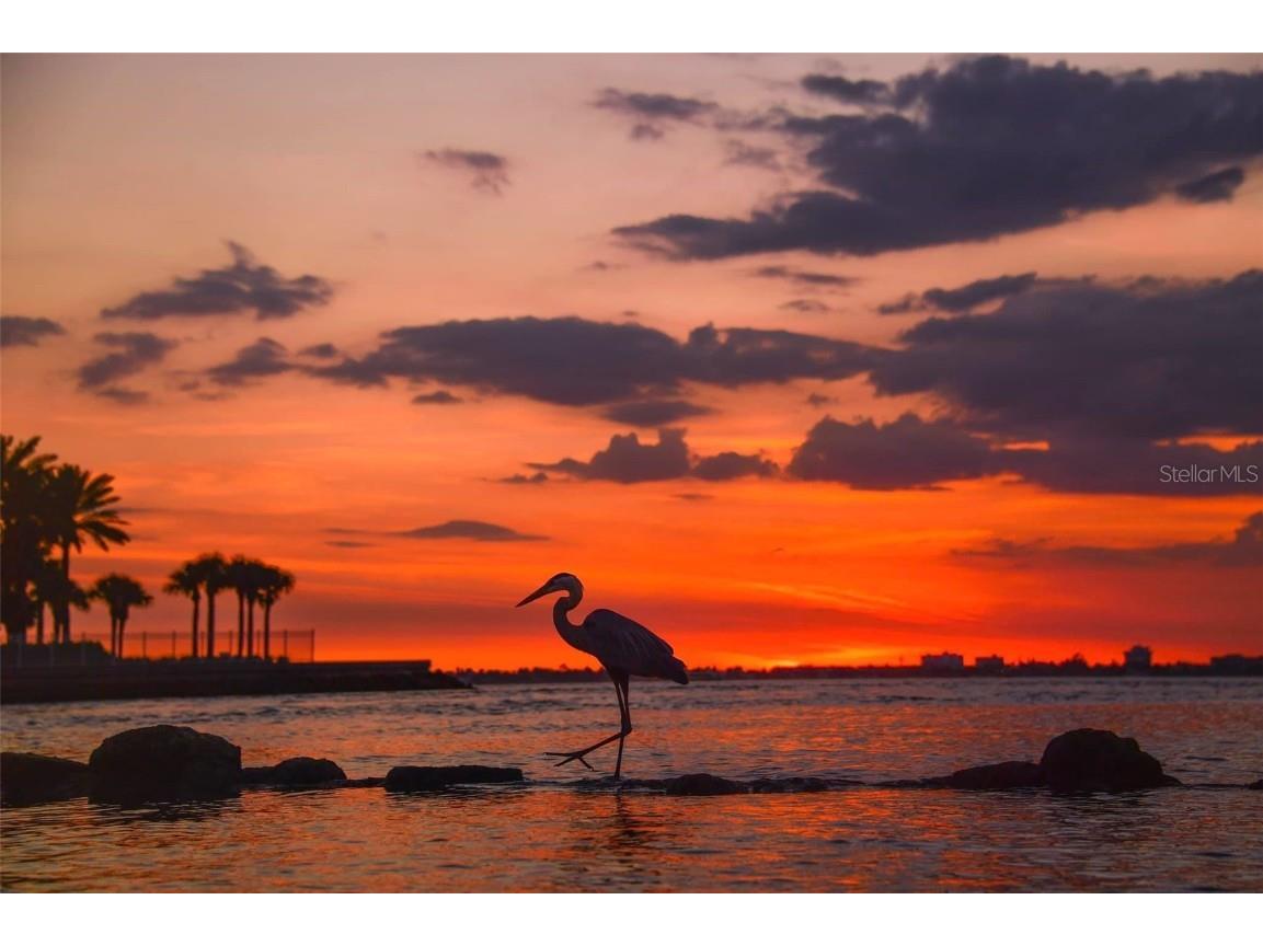 4603 Osprey Drive S Saint Petersburg FL 33711 - BOCA CIEGA TB8418745 image36