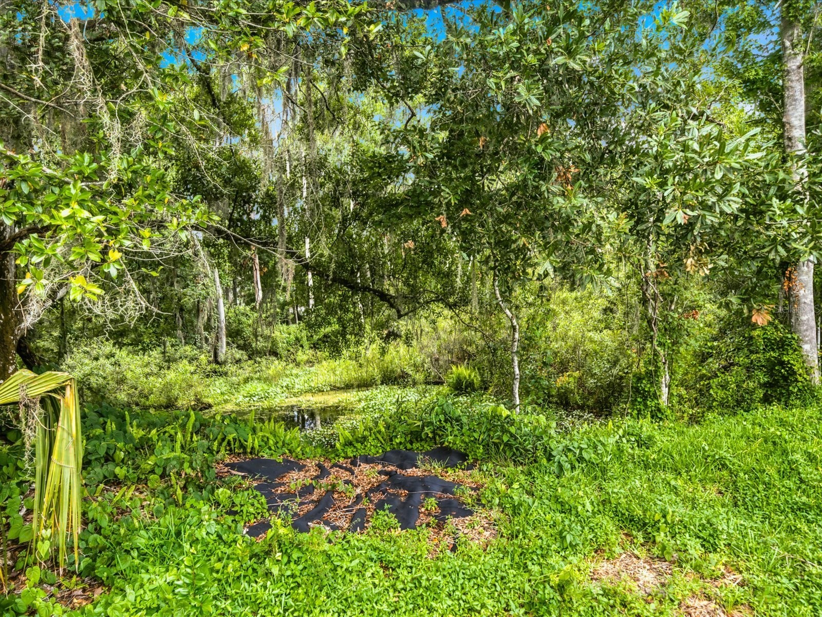 4617 Debbie Lane Lutz FL 33559 TB8523433 image47