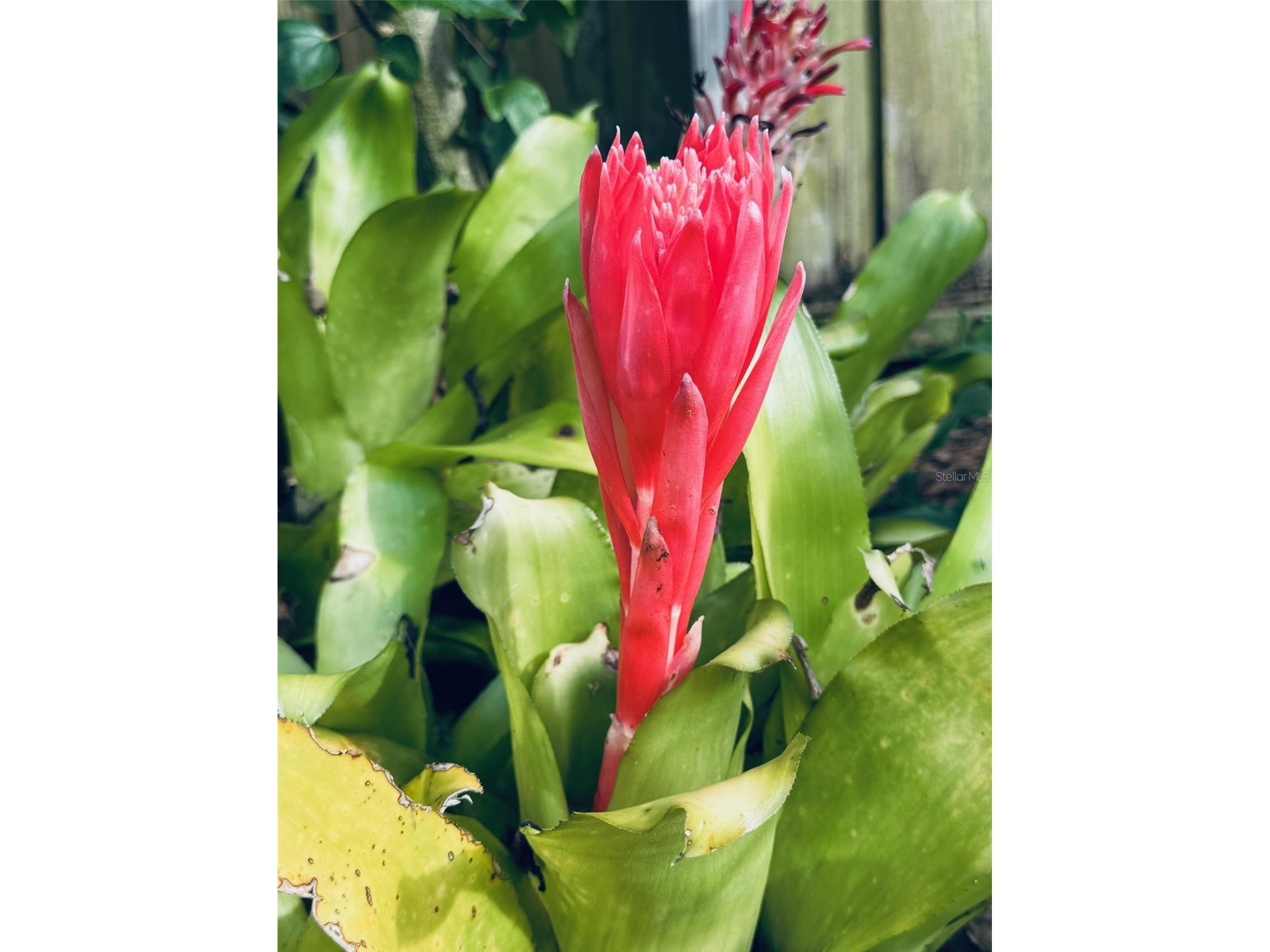 4618 Katy Drive New Smyrna Beach FL 32169 - ATLANTIC OCEAN INDIAN RIVER NS1086745 image36