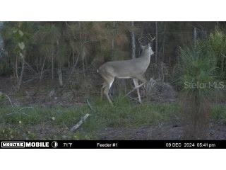 4620 405th Street E Myakka City FL 34251 G5108902 image43