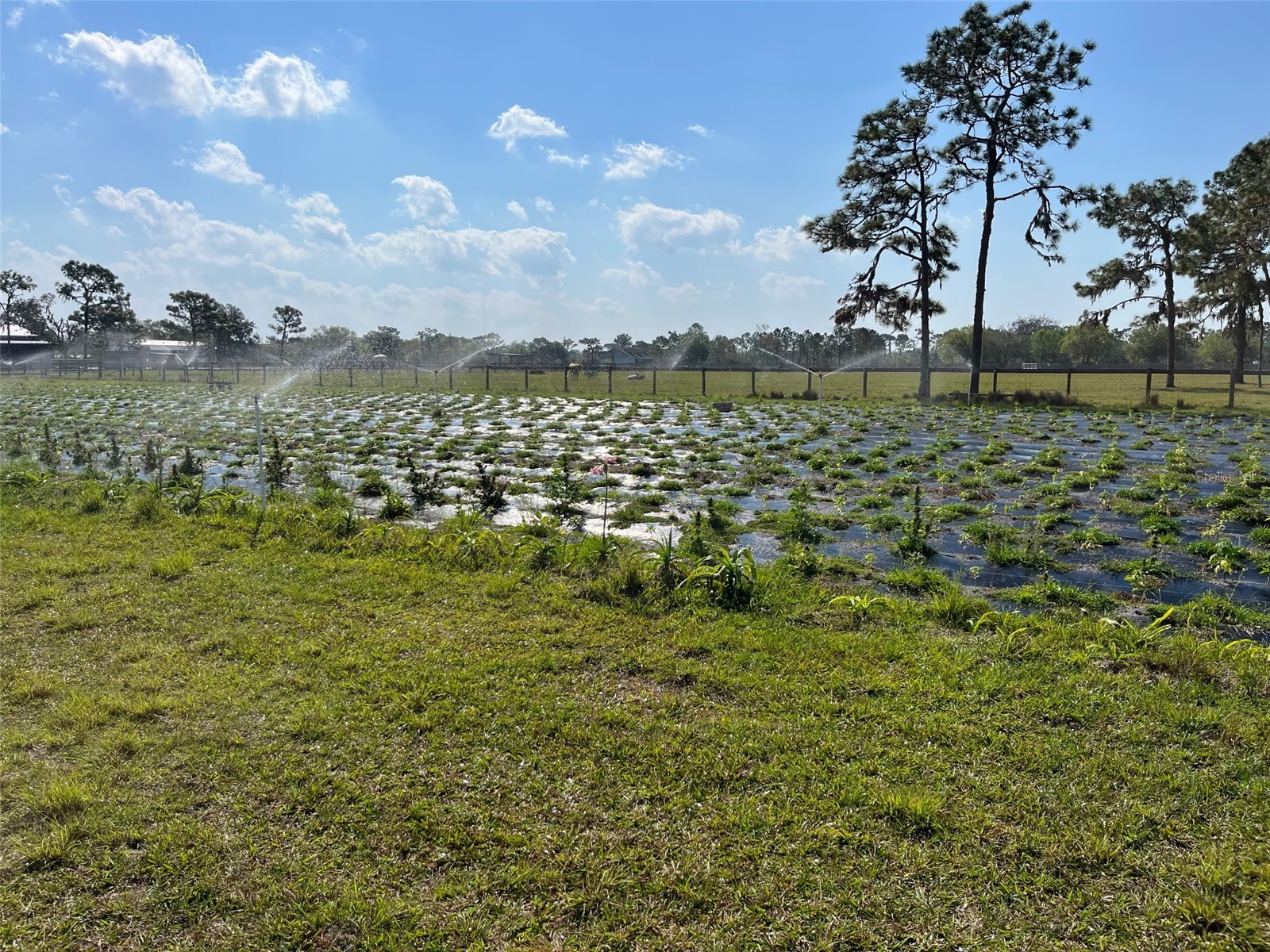 4625 241st Street E Myakka City FL 34251 TB8474728 image3