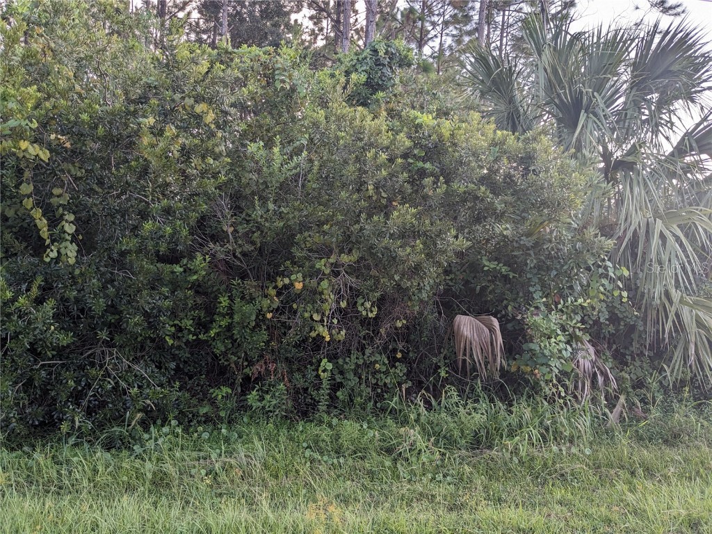 4635 Calvin Hastings FL 32145 FC294824 image1