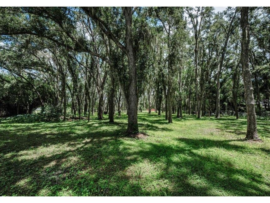 4635 Cobb Road Land O Lakes FL 34638 W7880899 image5