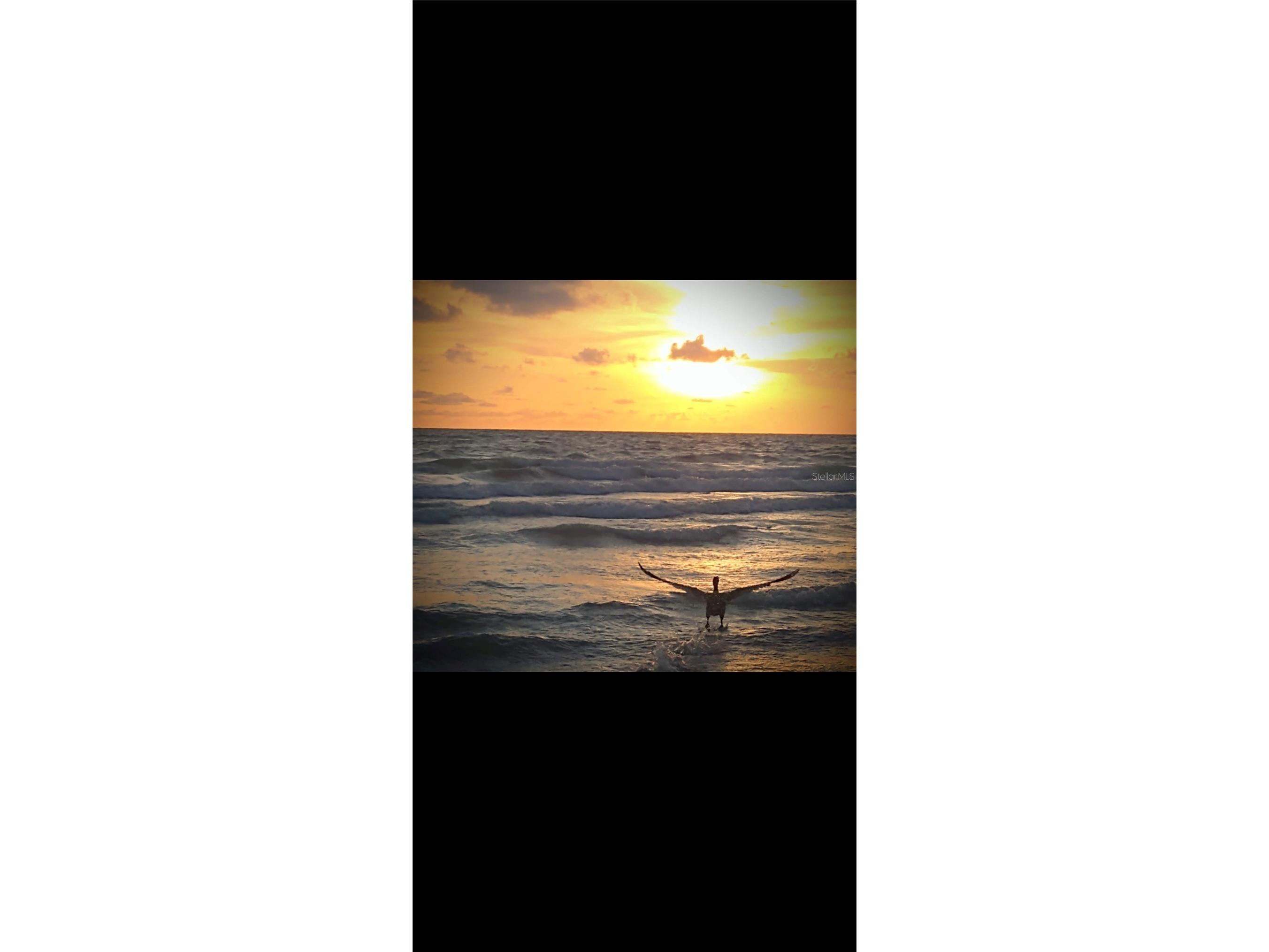 464 N Paula Drive #115 Dunedin FL 34698 - GULF OF AMERICA TB8479091 image36