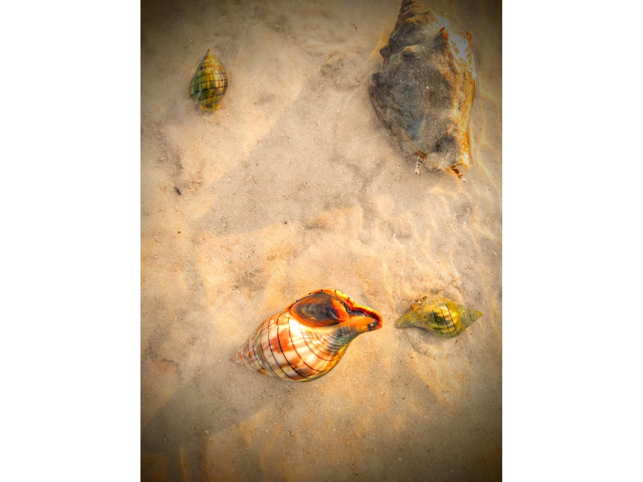 464 N Paula Drive #115 Dunedin FL 34698 - GULF OF AMERICA TB8479091 image38