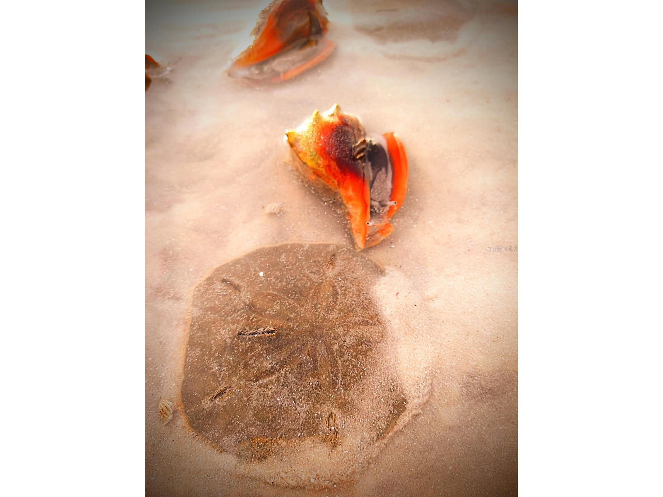 464 N Paula Drive #115 Dunedin FL 34698 - GULF OF AMERICA TB8479091 image39