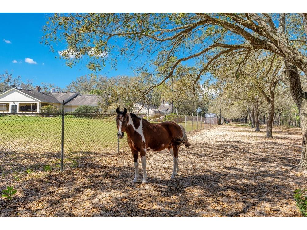 4649 Meadowland Drive Mount Dora FL 32757 O6286774 image18