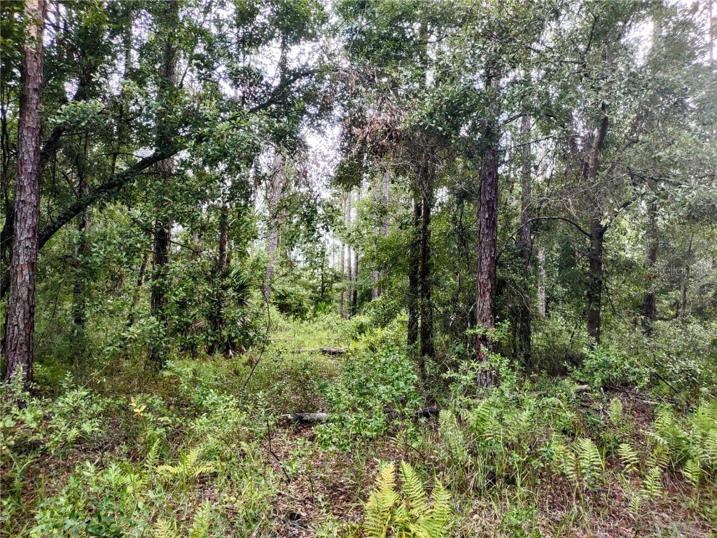 4651 NE 108th Place Chiefland FL 32626 OM705616 image25