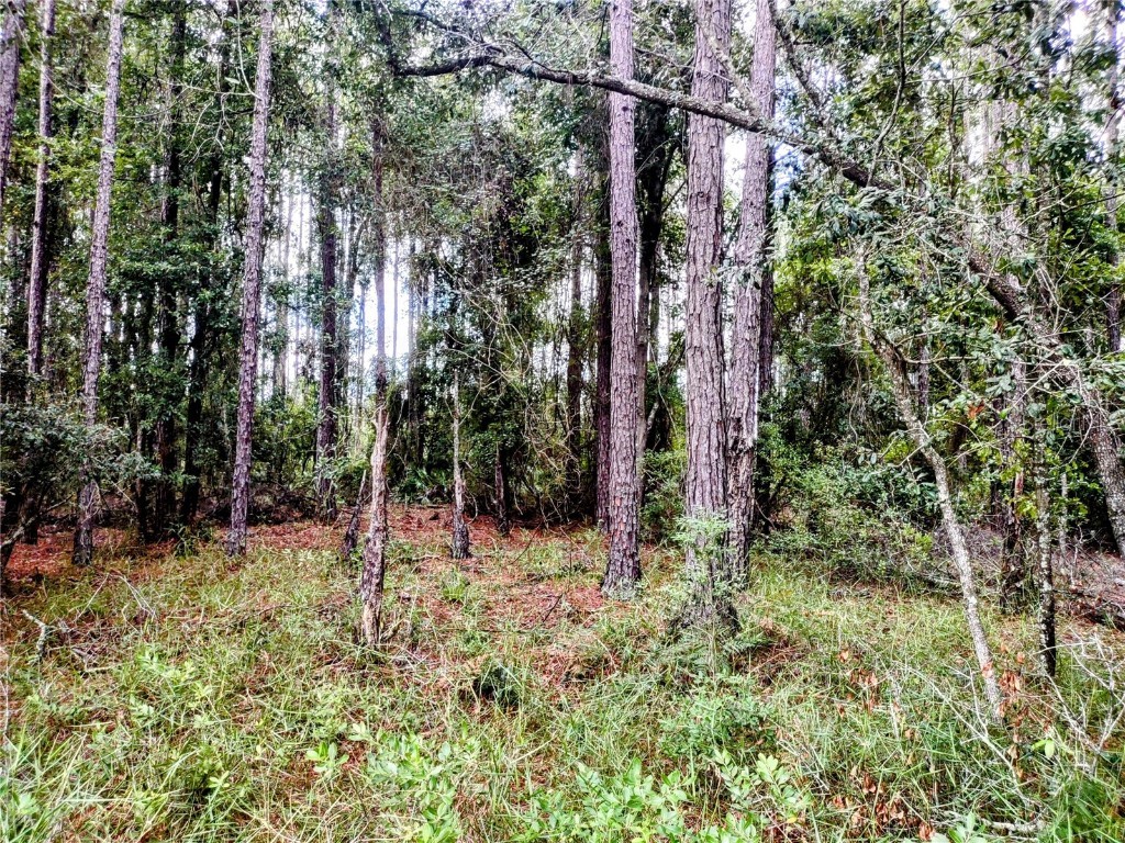 4651 NE 108th Place Chiefland FL 32626 OM705616 image26