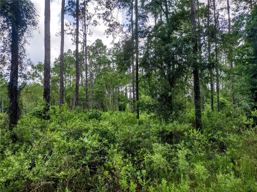 4651 NE 108th Place Chiefland FL 32626 OM705616 image28