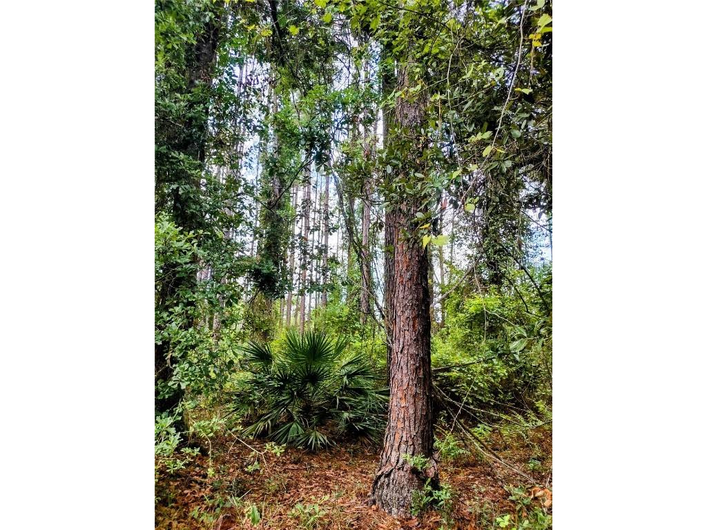 4651 NE 108th Place Chiefland FL 32626 OM705616 image29