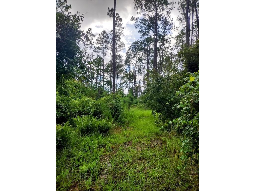 4651 NE 108th Place Chiefland FL 32626 OM705616 image30