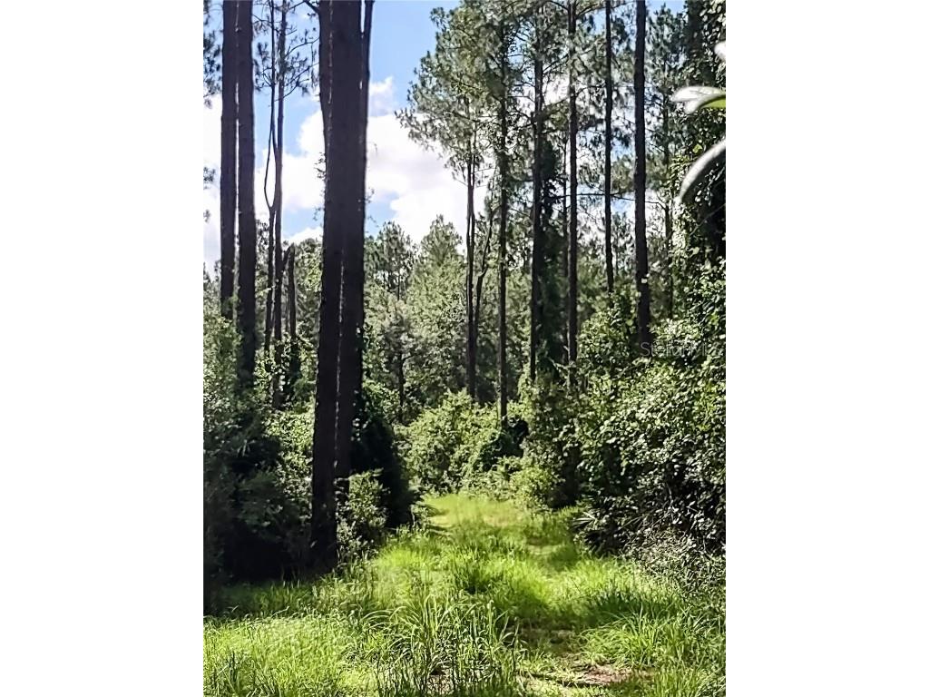 4651 NE 108th Place Chiefland FL 32626 OM705616 image31